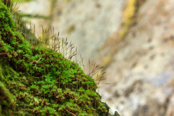 Close up musgo verde brilhante — Fotografia de Stock