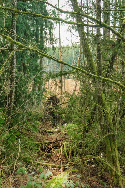 Mossy forest bramble — Stockfoto