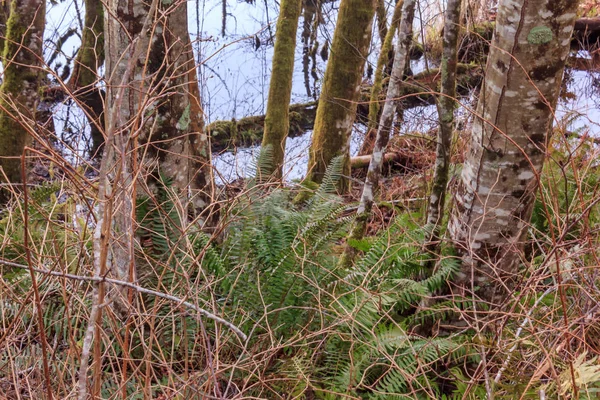 シダの木と水たまりの前で小枝 — ストック写真