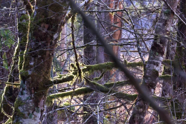 Zonlicht door mossy takken — Stockfoto