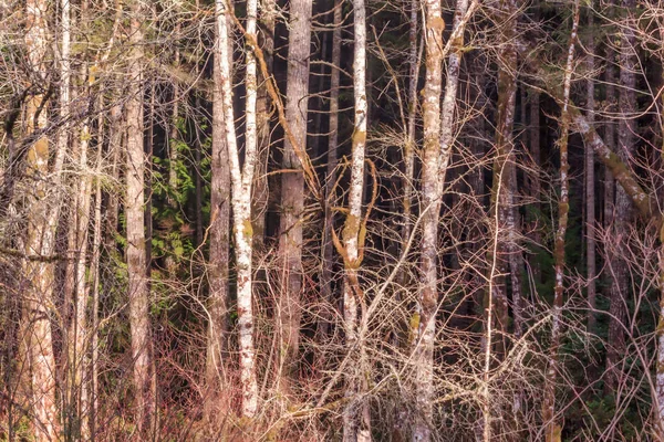 Zonlicht tegen de rand van het bos — Stockfoto