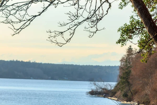 stock image shore line with trres and driftwood in washington state