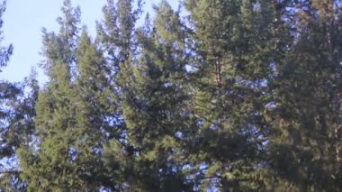 gökyüzü 2 rüzgarda sallanan çam ağaçları