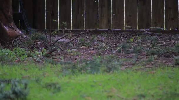 Маленькие певчие птицы ищут пищу во дворе — стоковое видео