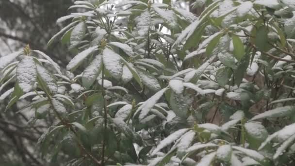 Nieve en rododendro arbusto en invierno panorámica hacia abajo — Vídeos de Stock