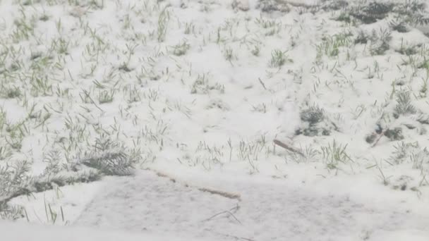 Herbe poussant à travers la neige — Video