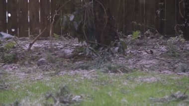 Küçük kuş çevresinde karıştırmak