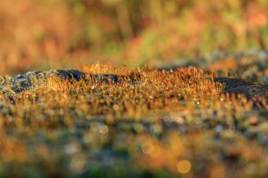 yeşil yosun arka plan doku doğa 2 güzel