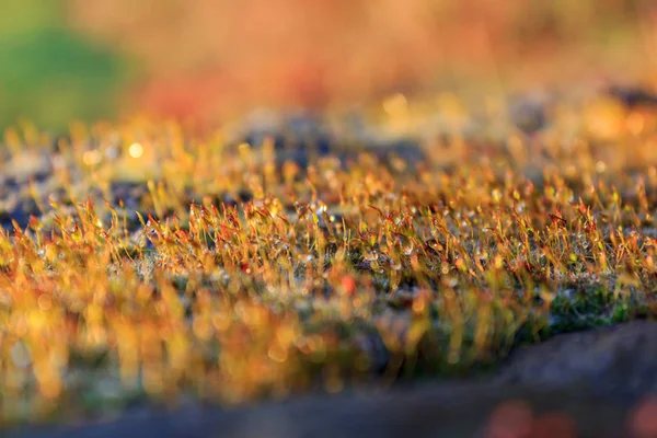 Grünes Moos Hintergrund Textur schön in der Natur — Stockfoto