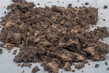 Beyaz arka plan üzerinde kir