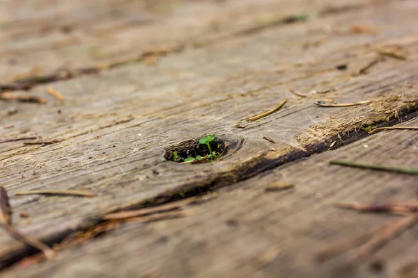 Small weed rising out of a knot hole — Stock Photo, Image