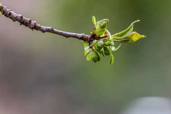 Leaves starting on small cherry branch — Stock Photo, Image