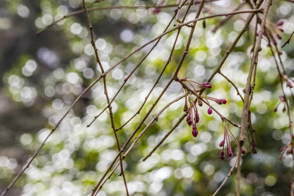 Pink weeping cherry branches — Stock Photo, Image