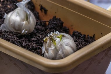 Bahar Çiftlik sarımsaklı Earth'te