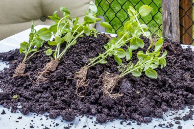 parlak yeşil fesleğen bitki ve kökleri üzerinde kir açık havada