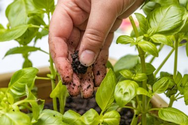 kirli eller saksı fesleğen