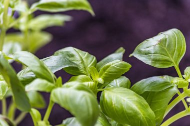 bulanık siyah arka plan üzerine yeşil fesleğen yaprağı