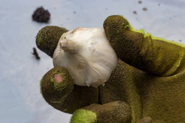 sarımsak eldivenli elini tutar