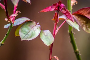 Yeni yaprakları gül Bush