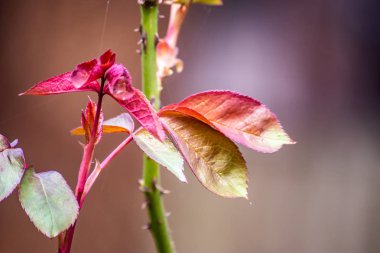 Gül bush ile arka plan bulanık yeni yapraklar