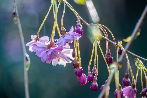 야생 벚꽃 — 스톡 사진