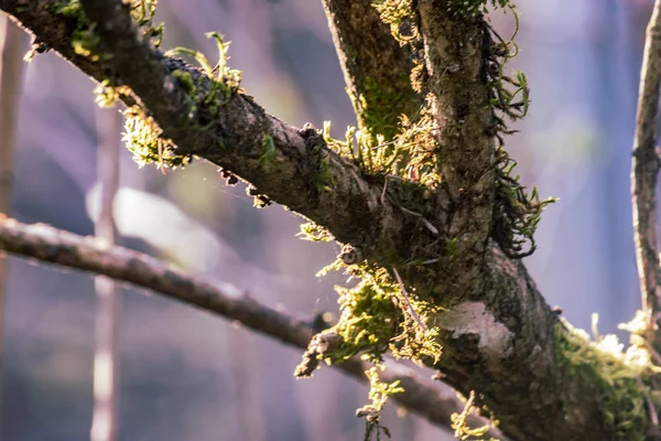 Rami lilla senza foglie con muschio — Foto Stock