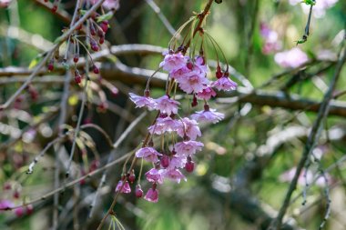 Baharda pembe kiraz çiçekleri