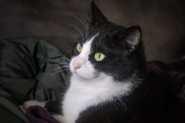 Pequeno gato masculino olhando para algo enquanto deitado dentro de casa — Fotografia de Stock