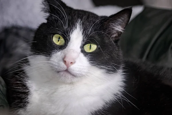 黒と白の猫頭と先を見る目 — ストック写真