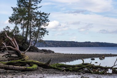 Puget sound kıyı ağaçlar ve dalgaların karaya attığı odun