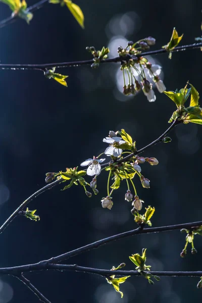 Fehér cseresznye virágok a sötét háttér előtt, este — Stock Fotó