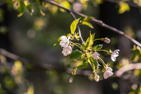 green spring cherry blossom background