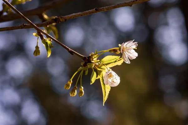 背景をぼかした写真に対して繊細な白い桜の花 — ストック写真