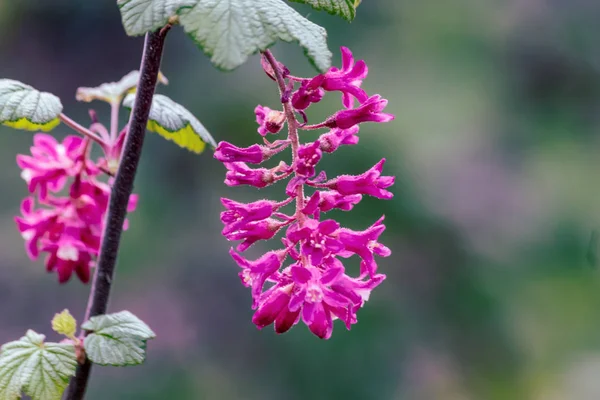 Flores silvestres rosa penduradas na haste — Fotografia de Stock