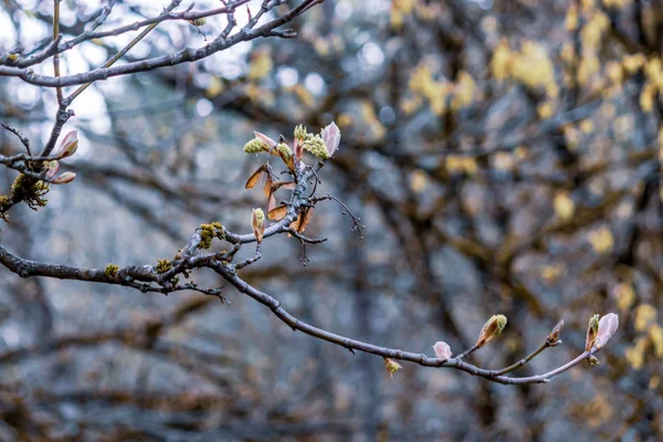 Nuova crescita primaverile sui rami — Foto Stock