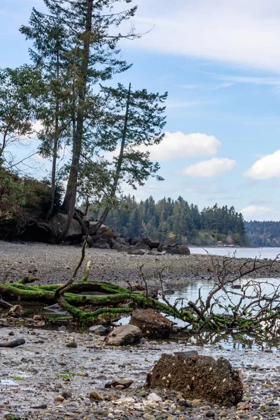 Riva di puget suono con legni e alberi alla deriva — Foto Stock