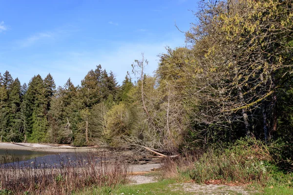 Vatten skog och rock shore — Stockfoto