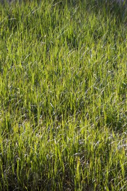 Yeşil Çimen Arkaplanı