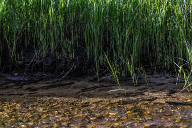 uzun otların arasında su