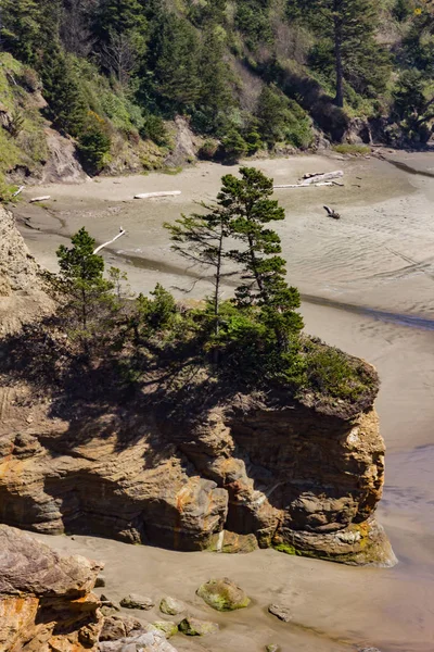 Pini sulle scogliere della spiaggia — Foto Stock