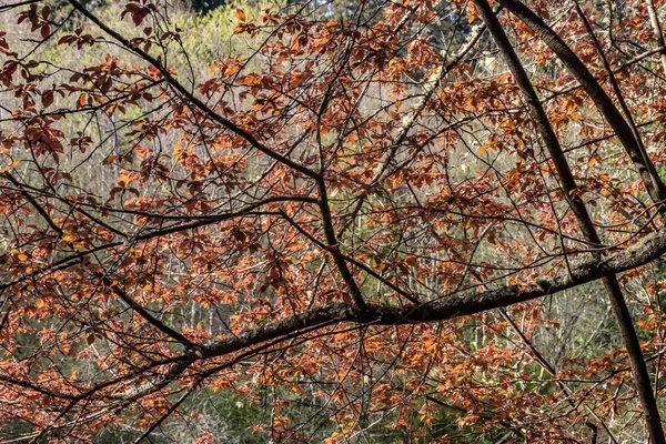 Follaje rojo de otoño —  Fotos de Stock