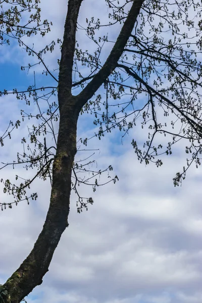 Árvore ramo céu nublado — Fotografia de Stock