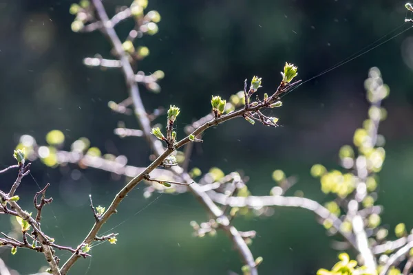 Budding spring branches — Stock Photo, Image