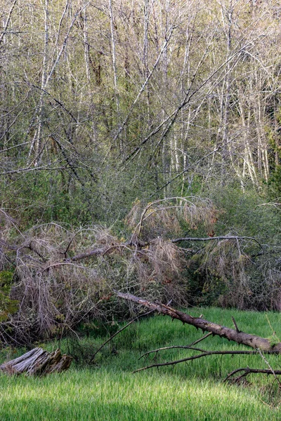 Dégagement d'herbe en hiver — Photo