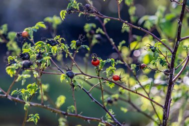 Bahar Bush kırmızı meyveler