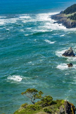 Uçurumdaki yeşil ağaç