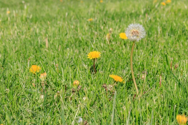 Dandilion blüht im Rasen bereit für die Aussaat und Ausbreitung — Stockfoto