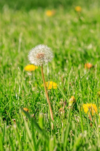 Dandilion πρόκειται να seed σε έναν χορτοτάπητα την άνοιξη — Φωτογραφία Αρχείου