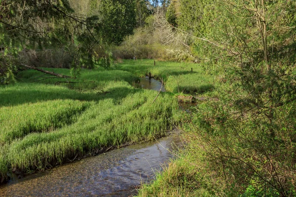 Bach fließt im Frühling durch Feuchtgebiete — Stockfoto