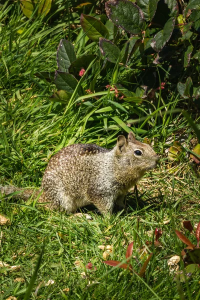 Eekhoorn in het gras met dandilions in het voorjaar — Stockfoto